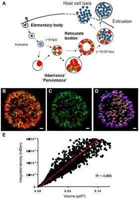 Localized Peptidoglycan Biosynthesis in Chlamydia trachomatis Conforms to the Polarized Division and Cell Size Reduction Developmental Models